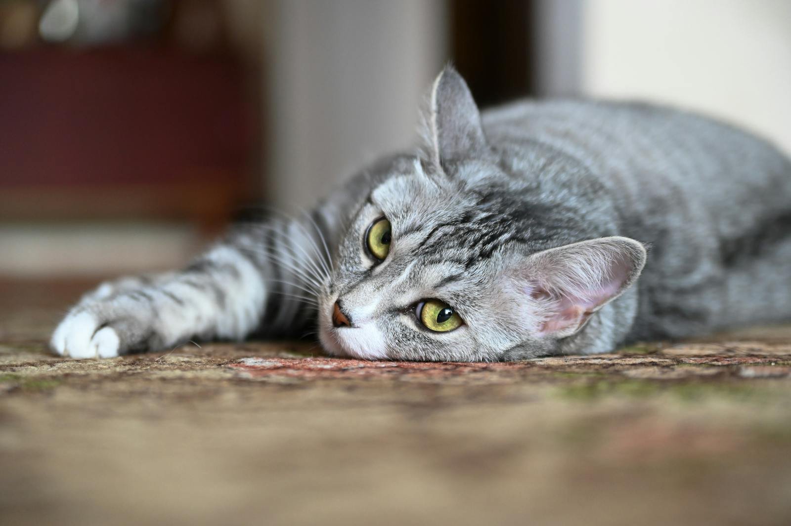 Cute tabby cat with green eyes relaxing on a carpet indoors, showcasing a peaceful moment.