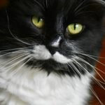 Captivating close-up of a black and white cat with striking green eyes, showcasing its expressive whiskers.