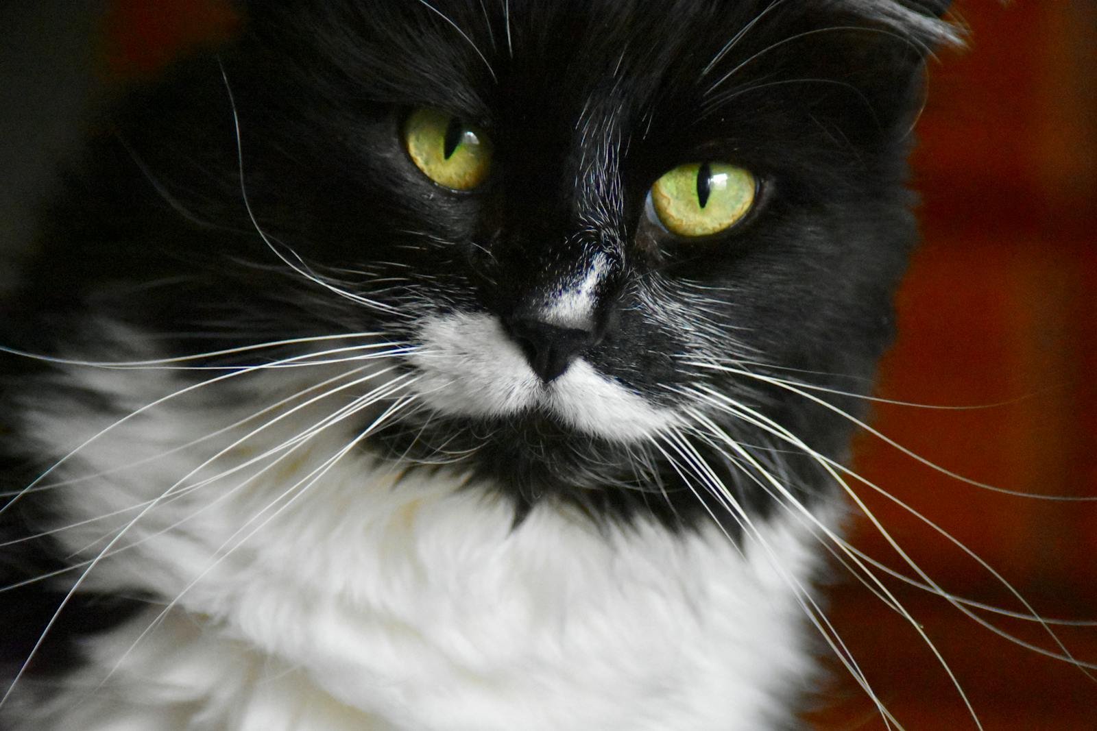 Captivating close-up of a black and white cat with striking green eyes, showcasing its expressive whiskers.