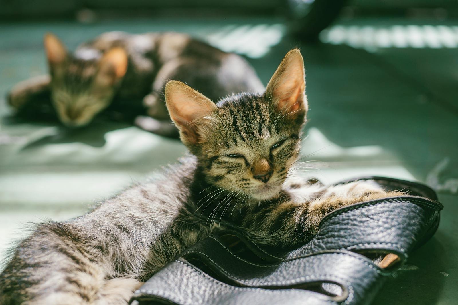 Two adorable kittens enjoy a sunny nap indoors, resting on a sandal.