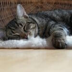 A peaceful tabby cat sleeping on a fluffy white rug indoors on a sunny day.