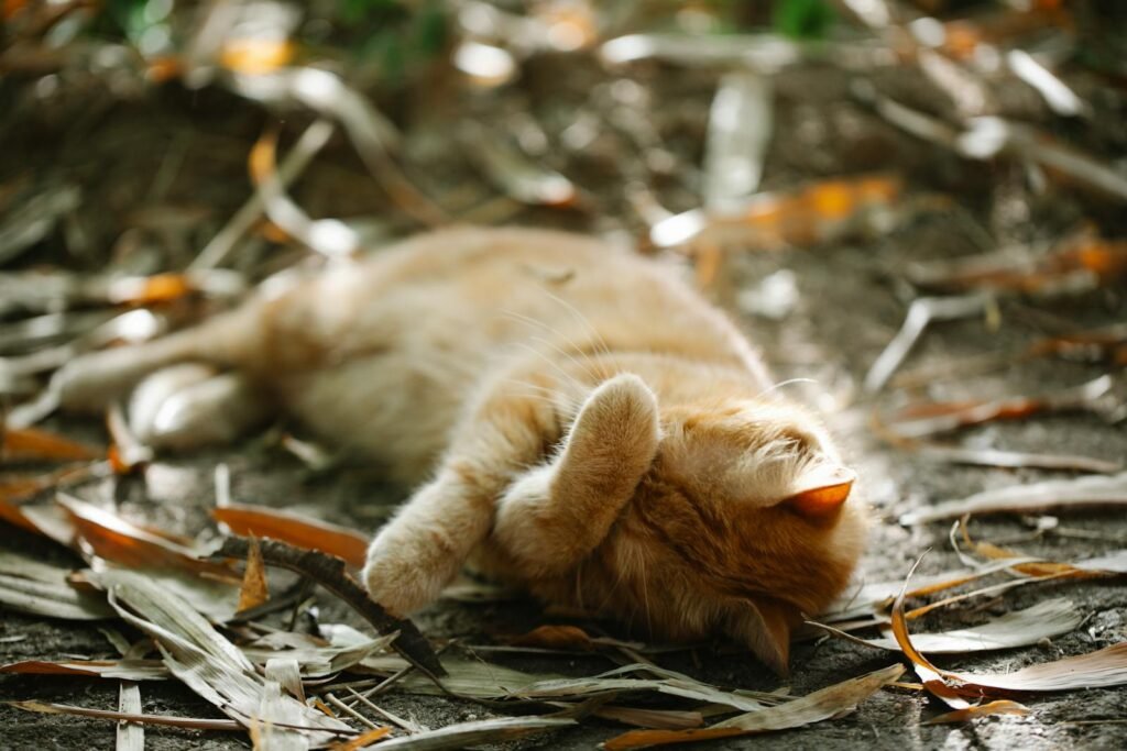 A ginger cat peacefully napping on autumn leaves in a serene outdoor setting.