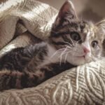 Adorable tabby kitten resting comfortably in soft, textured blankets.