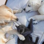 Adorable golden retrievers and a cat comfortably lounging on a bed, exuding tranquility.