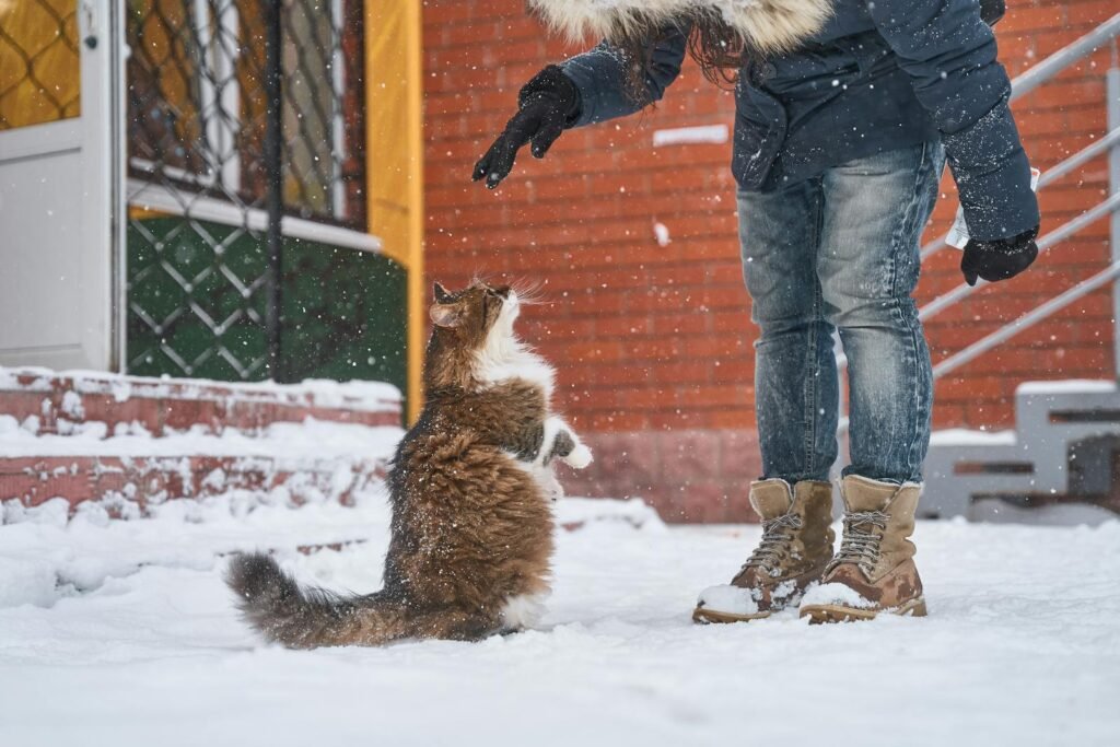 Norwegian Forest Cat interacting with a person outside in snowy Borovsk, Russia, during winter.