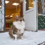 A furry Siberian cat sits on snowy steps outside a shop in Borovsk, Russia.