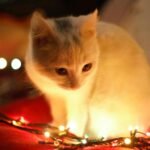 Charming white kitten surrounded by colorful Christmas lights, evokes festive warmth.