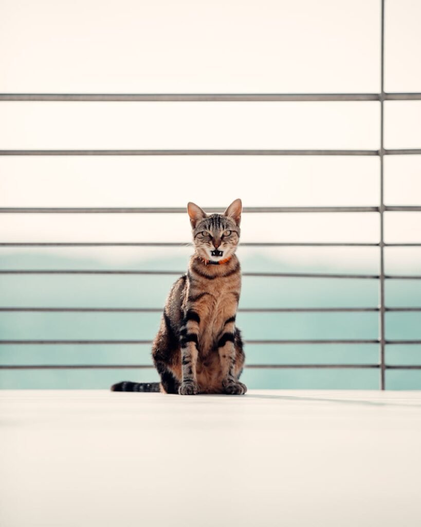 A Sokoke cat with a collar sits curiously by metal railings outdoors.