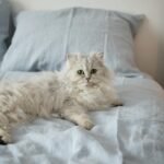 Charming Persian cat lying comfortably on a cozy bed with soft lighting and candles.