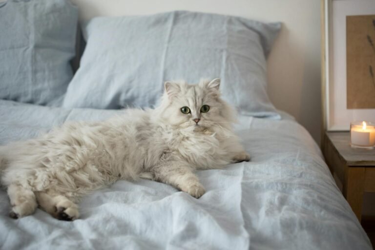 Charming Persian cat lying comfortably on a cozy bed with soft lighting and candles.