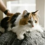 Cute calico cat resting comfortably on a soft blanket indoors, showcasing its fluffy fur in natural light.