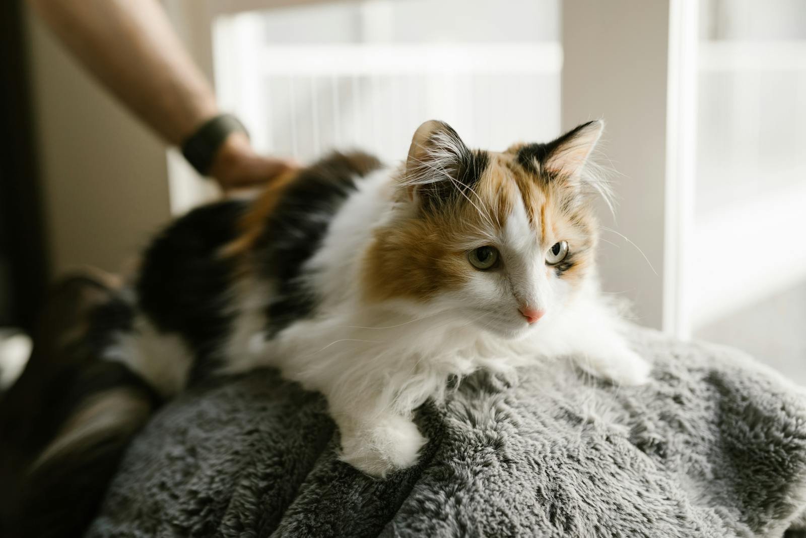 Cute calico cat resting comfortably on a soft blanket indoors, showcasing its fluffy fur in natural light.
