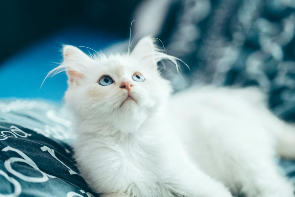 High angle of fluffy domestic white kitten with blue eyes lying on bed