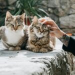 Crop anonymous woman with tattoos touching fluffy adorable purring cats on blurred background in yard