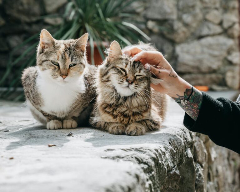 Crop anonymous woman with tattoos touching fluffy adorable purring cats on blurred background in yard