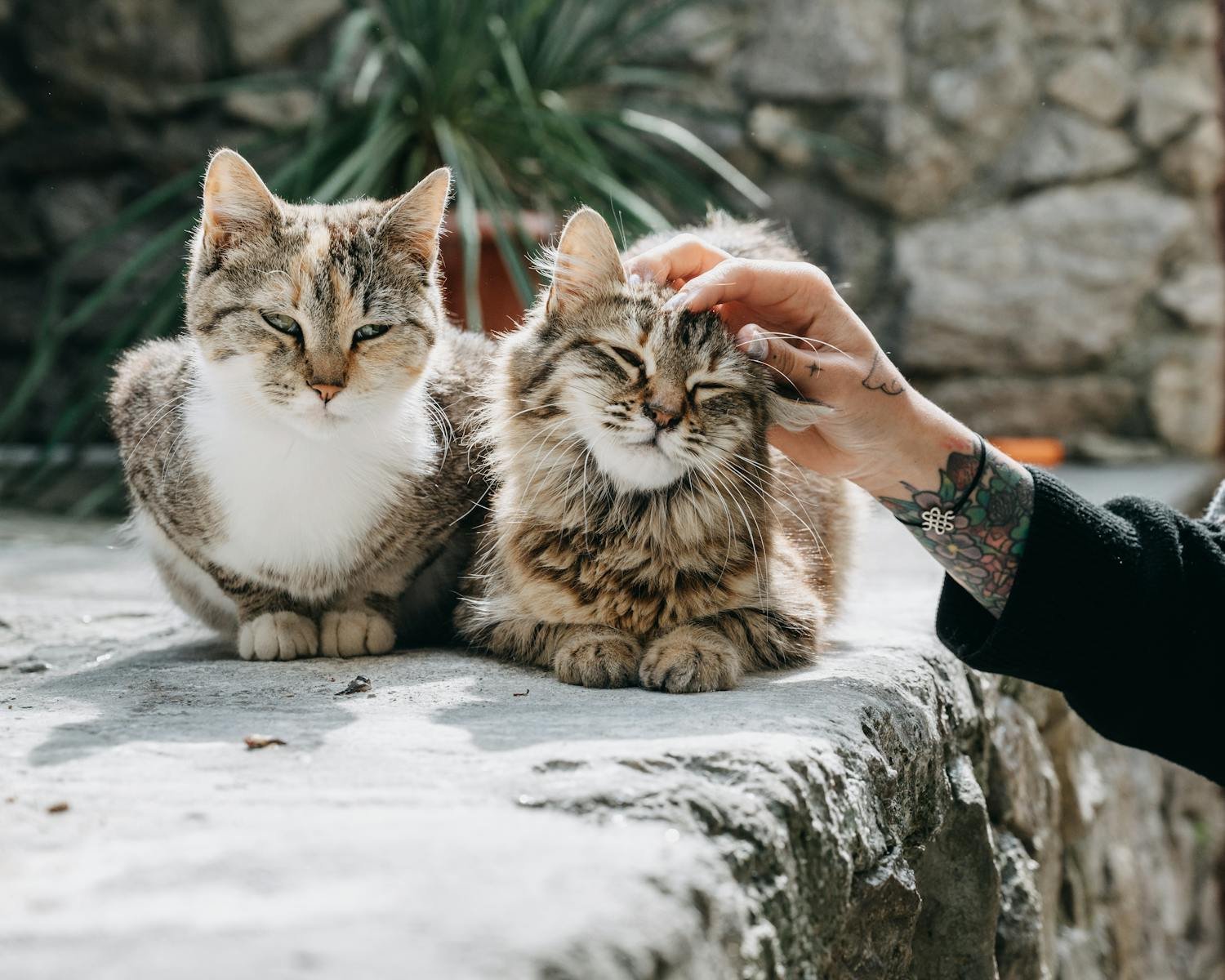 Crop anonymous woman with tattoos touching fluffy adorable purring cats on blurred background in yard