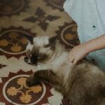 A young child gently pets a relaxed Siamese cat indoors on a patterned tile floor.
