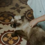 A young child gently pets a relaxed Siamese cat indoors on a patterned tile floor.