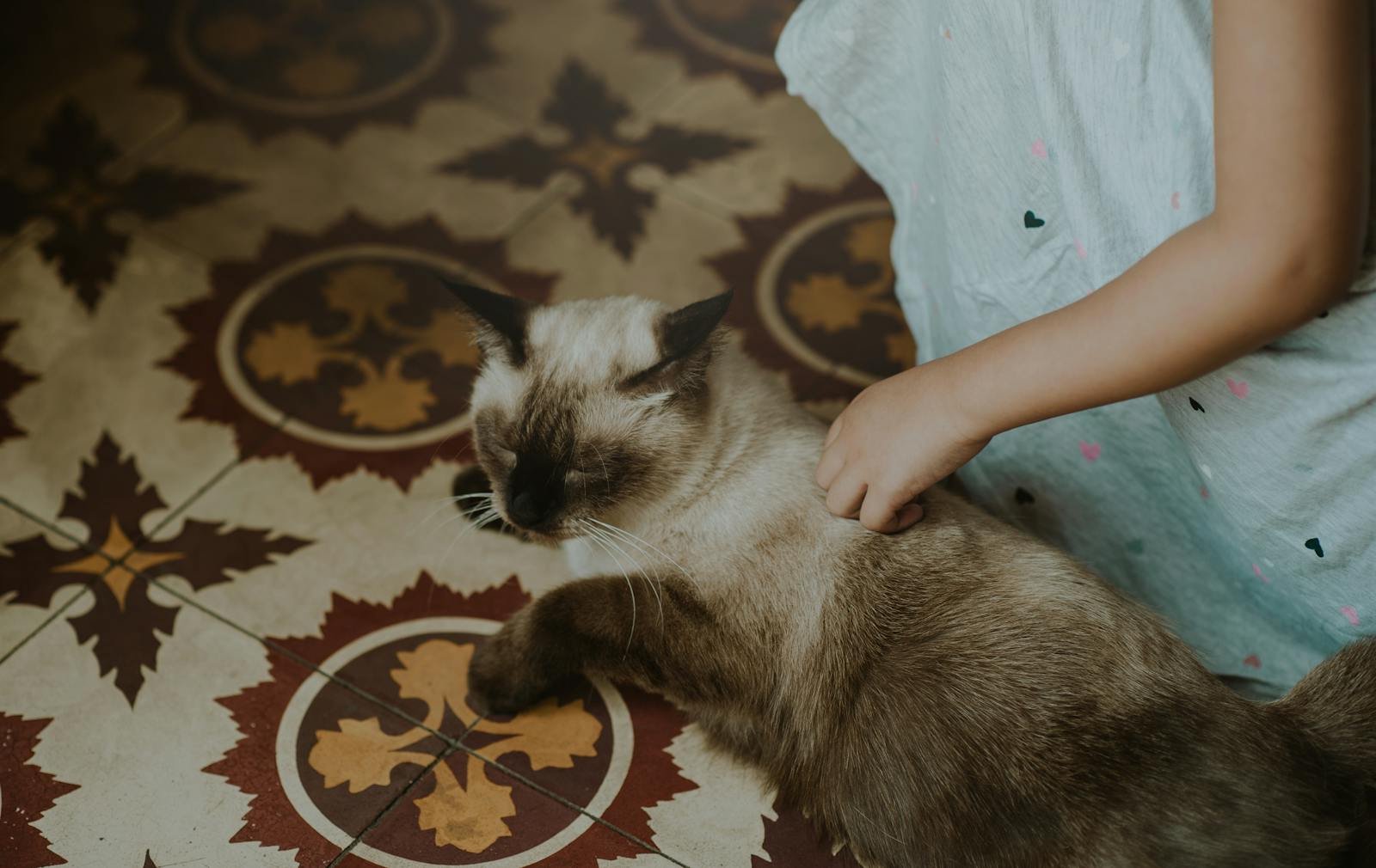 A young child gently pets a relaxed Siamese cat indoors on a patterned tile floor.