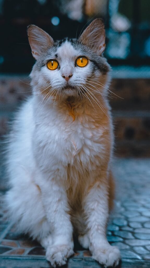 Close-up portrait of a Laperm cat with striking golden eyes, sitting alertly indoors.