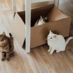 Three adorable cats lounging with a cardboard box indoors.