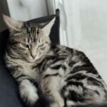 Cute tabby cat with green eyes lounging indoors by the window, exuding calmness.
