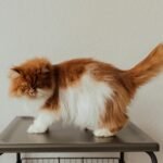 Charming Persian cat with fluffy fur standing on a table indoors, displaying adorable expressions.