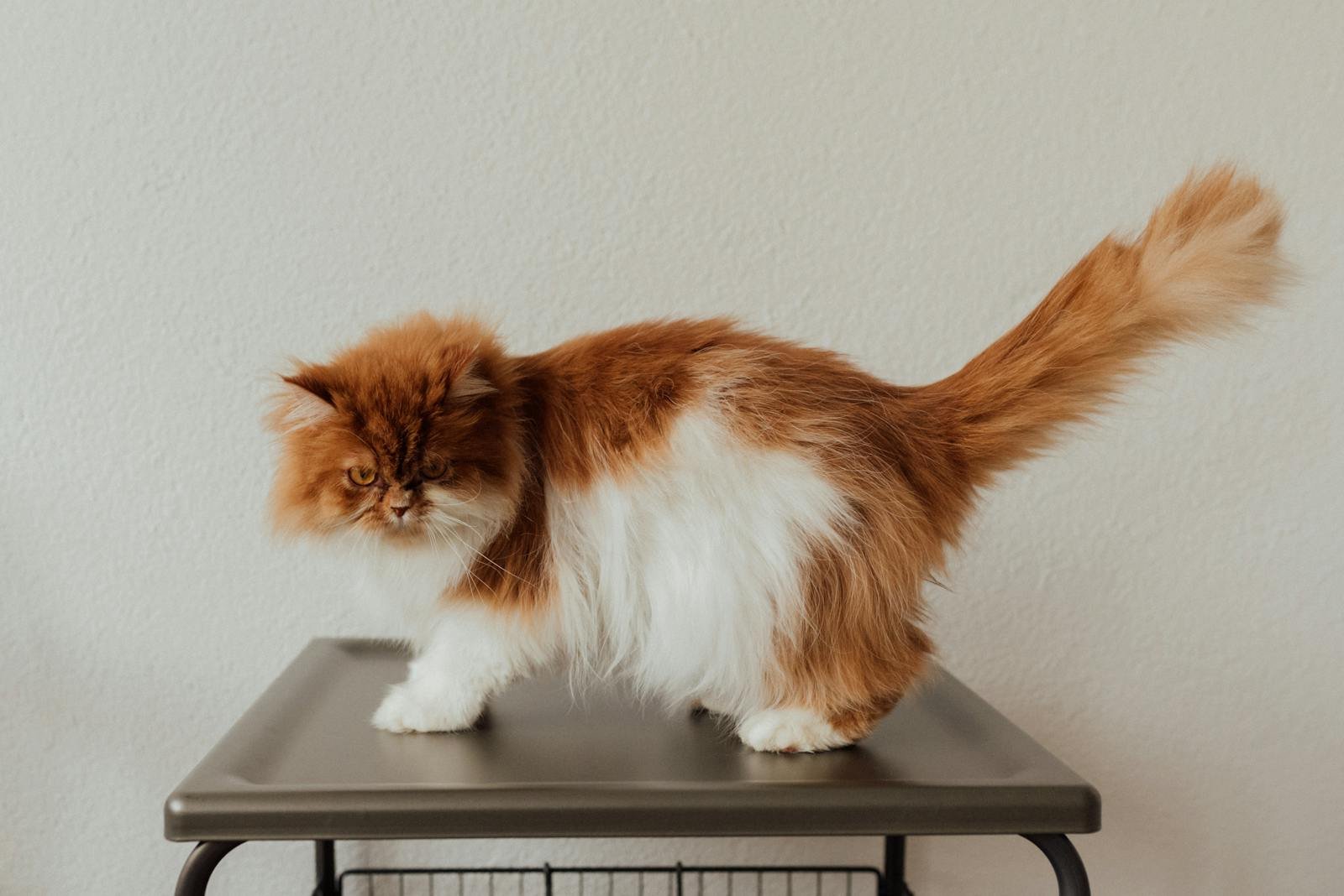 Charming Persian cat with fluffy fur standing on a table indoors, displaying adorable expressions.