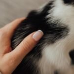 Close-up of a hand gently touching a cat's fur, conveying warmth and comfort.