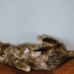 Adorable fluffy cat comfortably lying on its back indoors. Perfect for pet lovers.