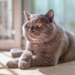 Cute grey British Shorthair cat resting with sunlight through window, looking calm.
