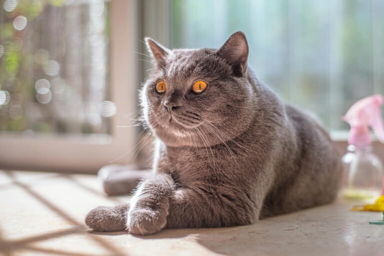 Cute grey British Shorthair cat resting with sunlight through window, looking calm.