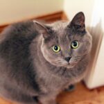 Adorable gray domestic cat looking curiously at the camera indoors.