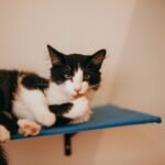 A black and white domestic cat rests lazily on a blue shelf, exemplifying relaxation and comfort.