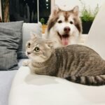 grey tabby cat beside short-coat brown and white dog