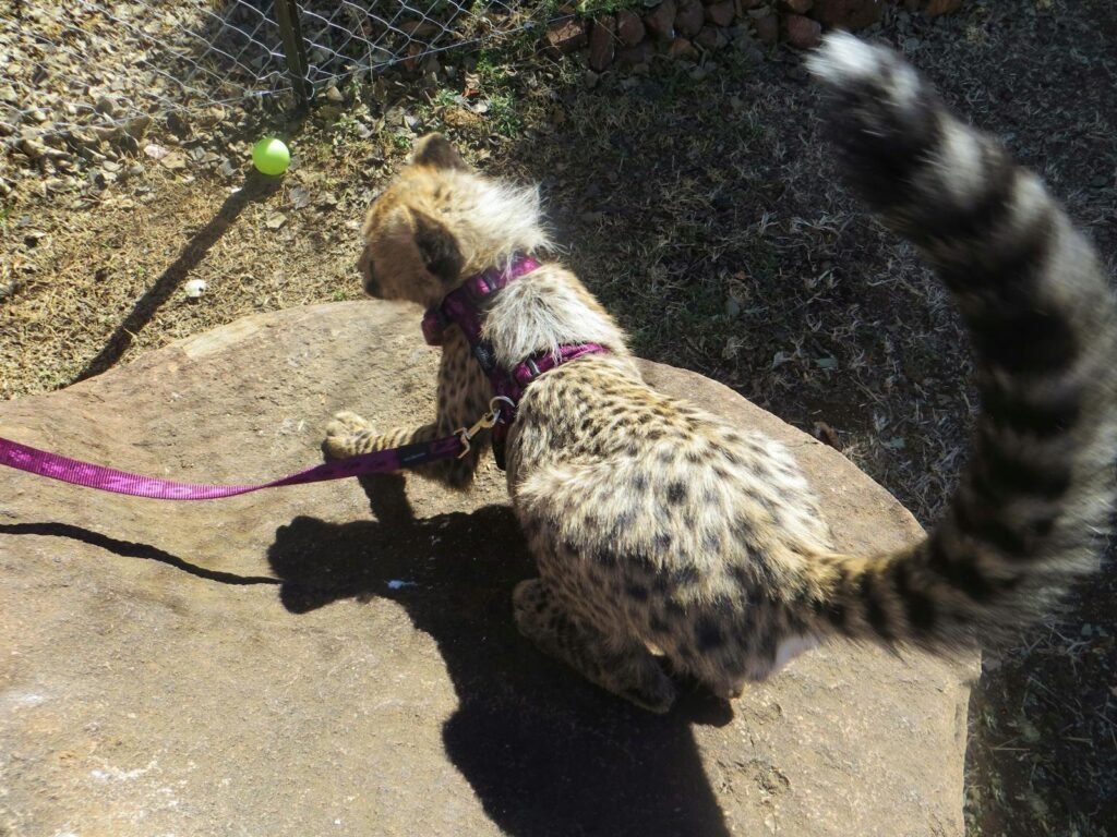 Close-up of a young cheetah cub with a distinctive spotted coat, wearing a leash, in a natural outdoor environment.
