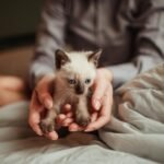 Close-up of a cute Siamese kitten being held gently in hands indoors.