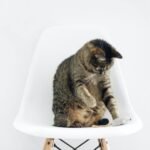 Adorable tabby cat sitting on a modern white chair. A perfect blend of minimalism and feline charm.