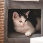 Cute white and black kitten comfortably lounging inside a cozy cat condo.