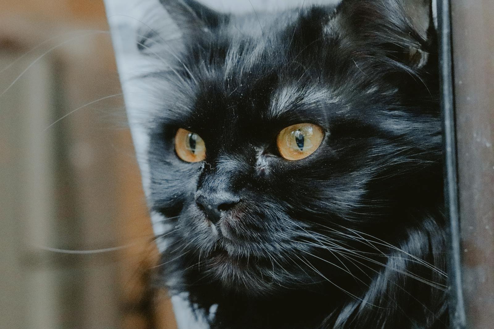 Intense portrait of a black cat showcasing vivid yellow eyes and detailed fur texture.