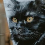 Intense portrait of a black cat showcasing vivid yellow eyes and detailed fur texture.