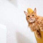 Adorable Maine Coon cat relaxing on a modern yellow chair indoors.