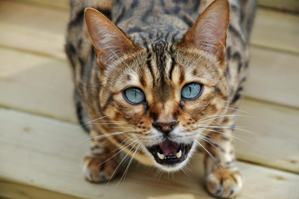 Detailed close-up of a Bengal cat with striking blue eyes on a wooden floor, showcasing its distinct patterns.