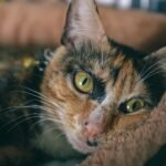Calm tortoiseshell cat lying comfortably indoors with alert eyes.