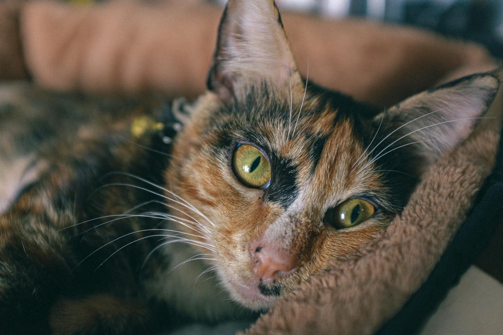 Calm tortoiseshell cat lying comfortably indoors with alert eyes.