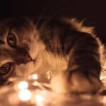 Cute kitten playing with warm glowing string lights indoors, creating a cozy atmosphere.