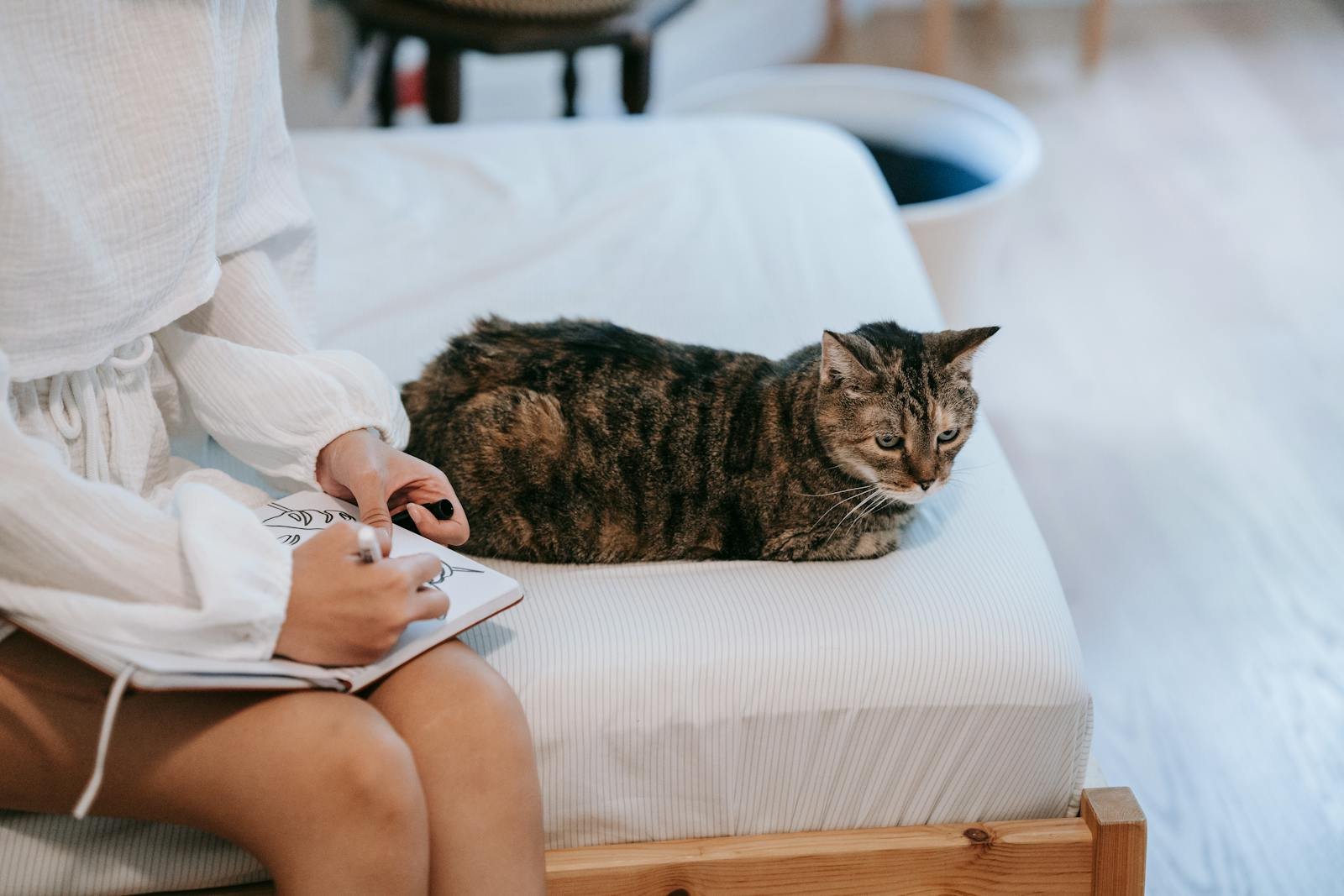 A cozy indoor scene of a tabby cat resting on a bed as a person sketches nearby.