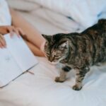 A cozy scene featuring a tabby cat and a person sketching on a bed, creating a relaxed atmosphere.