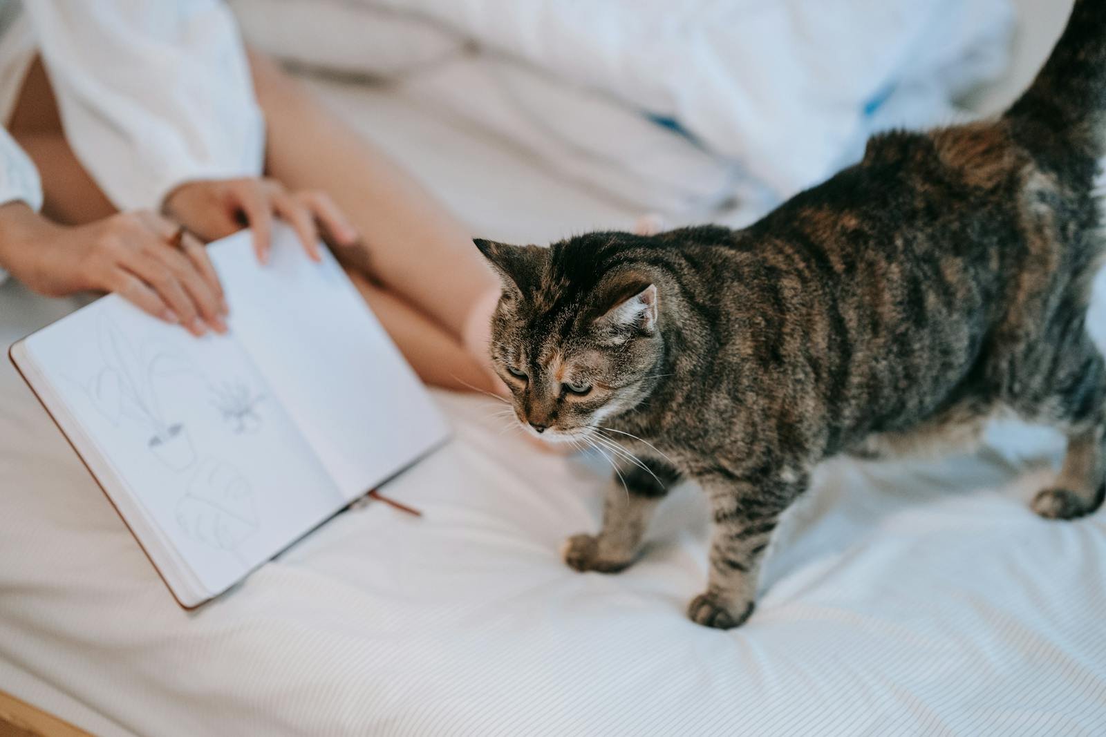 A cozy scene featuring a tabby cat and a person sketching on a bed, creating a relaxed atmosphere.