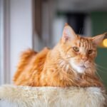 Close-up of a Maine Coon cat relaxing indoors on a plush surface, showing its fluffy fur and keen expression.